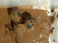 [ Scat Sex Movie ] Nasty shower shit has toys smelly and dirty